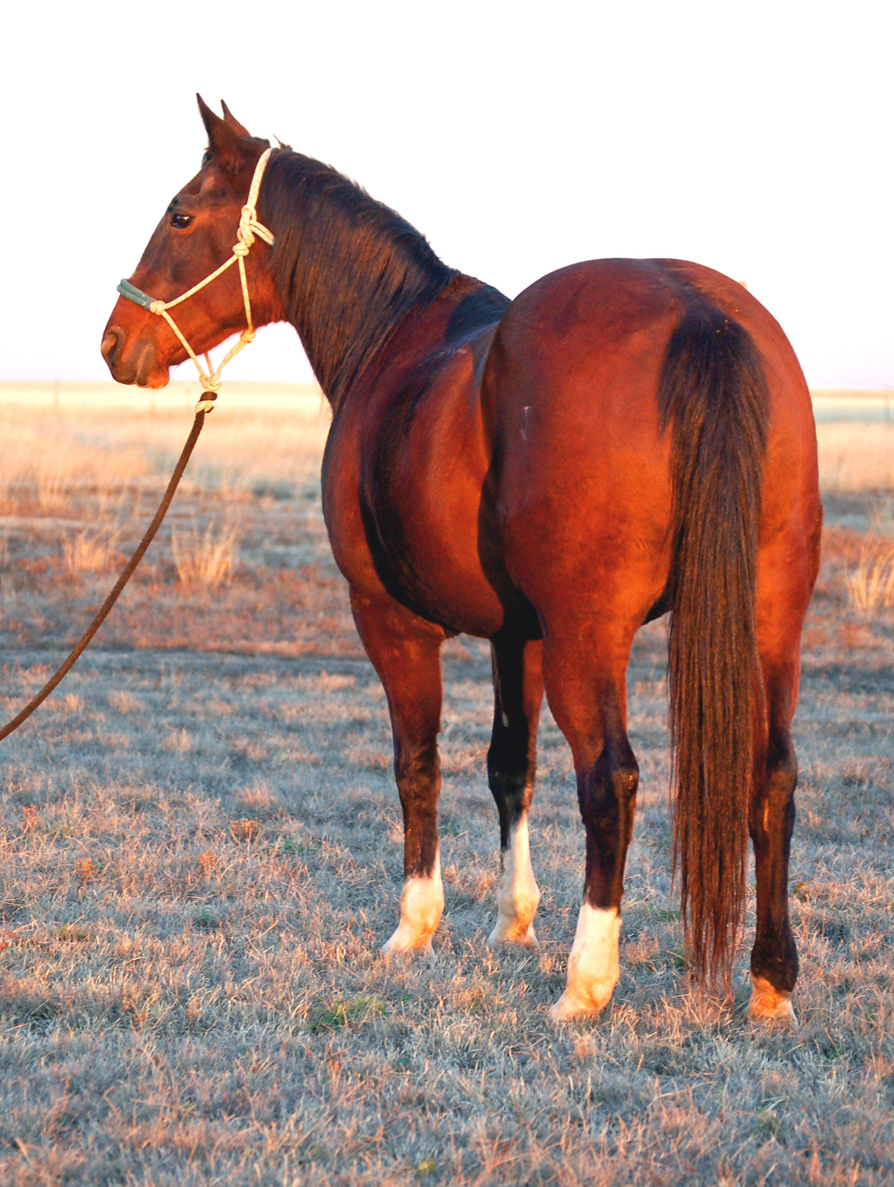 Calf Roping Horses for Sale